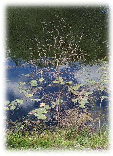 geometree